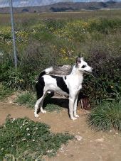 PODENCO PATERNINO of Huelva Province